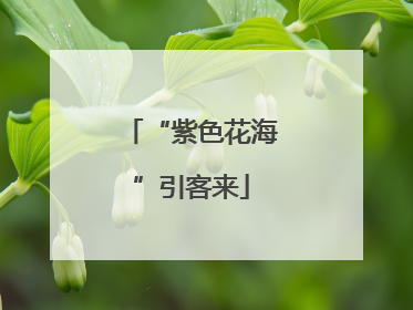 “紫色花海”引客来