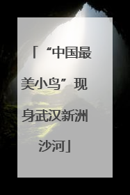 “中国最美小鸟”现身武汉新洲沙河
