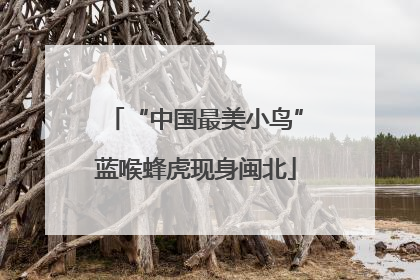 “中国最美小鸟”蓝喉蜂虎现身闽北