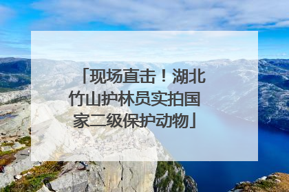 现场直击！湖北竹山护林员实拍国家二级保护动物