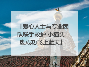 爱心人士与专业团队联手救护 小猫头鹰成功飞上蓝天