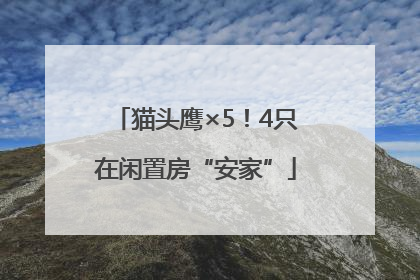 猫头鹰×5！4只在闲置房“安家”