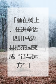 睡在树上、住进童话 四川马边县把茶园变成“诗与远方”