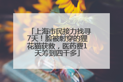 上海市民接力找寻7天！脸被射穿的狸花猫获救，医药费1天筹到四千多