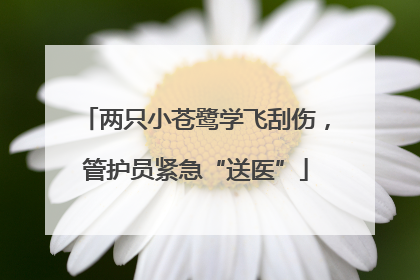 两只小苍鹭学飞刮伤，管护员紧急“送医”