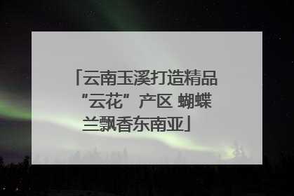 云南玉溪打造精品“云花”产区 蝴蝶兰飘香东南亚