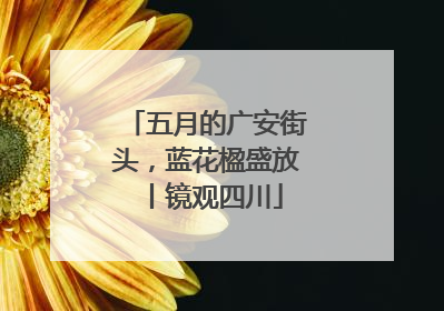 五月的广安街头，蓝花楹盛放丨镜观四川