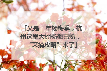 又是一年杨梅季，杭州这里大棚杨梅已熟，“采摘攻略”来了