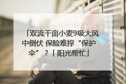 双流千亩小麦9级大风中倒伏 保险难撑“保护伞”？丨阳光帮忙