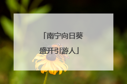南宁向日葵盛开引游人