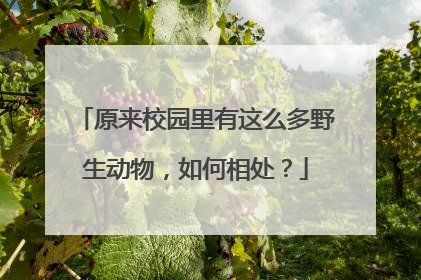 原来校园里有这么多野生动物，如何相处？