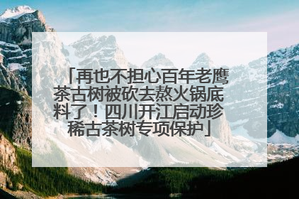 再也不担心百年老鹰茶古树被砍去熬火锅底料了！四川开江启动珍稀古茶树专项保护