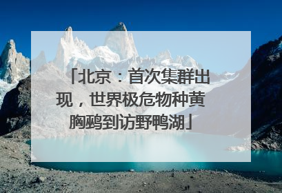 北京：首次集群出现，世界极危物种黄胸鹀到访野鸭湖