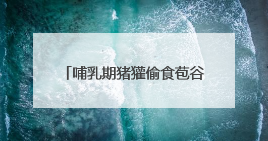 哺乳期猪獾偷食苞谷被发现，逃跑途中累瘫在地！就地放生让其回家“奶孩子”