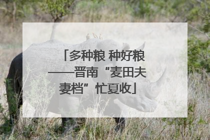 多种粮 种好粮——晋南“麦田夫妻档”忙夏收
