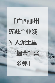 广西柳州莲藕产业领军人泥土里“掘金”富乡邻