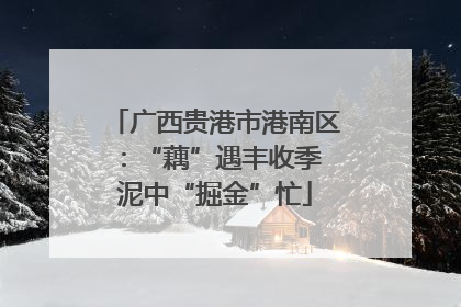 广西贵港市港南区：“藕”遇丰收季 泥中“掘金”忙