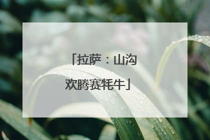 拉萨：山沟欢腾赛牦牛
