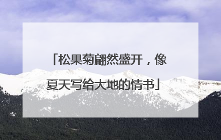 松果菊翩然盛开，像夏天写给大地的情书