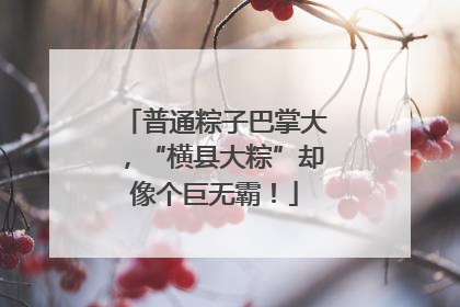 普通粽子巴掌大，“横县大粽”却像个巨无霸！