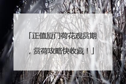 正值厦门荷花观赏期，赏荷攻略快收藏！
