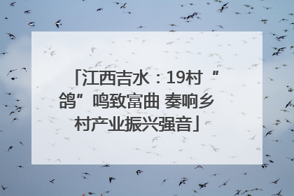 江西吉水：19村“鸽”鸣致富曲 奏响乡村产业振兴强音