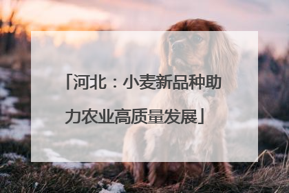 河北：小麦新品种助力农业高质量发展