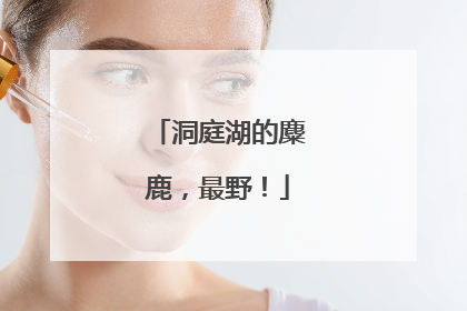 洞庭湖的麋鹿，最野！