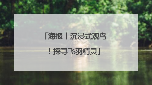 海报丨沉浸式观鸟！探寻飞羽精灵