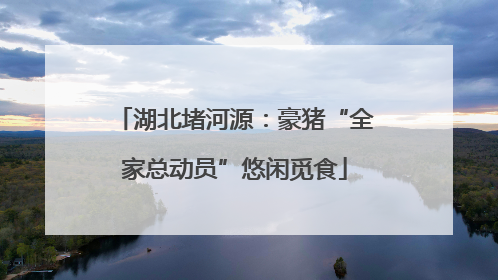湖北堵河源：豪猪“全家总动员”悠闲觅食