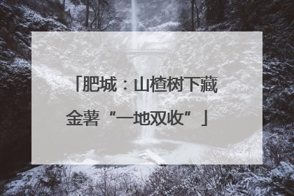 肥城：山楂树下藏金薯“一地双收”
