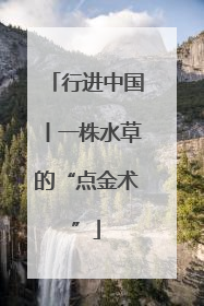 行进中国丨一株水草的“点金术”