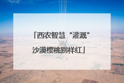 西农智慧“灌溉” 沙漠樱桃别样红