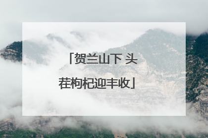 贺兰山下 头茬枸杞迎丰收