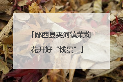郧西县夹河镇茉莉花开好“钱景”