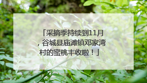 采摘季持续到11月，谷城县庙滩镇邓家湾村的蜜桃丰收啦！